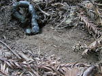 Huddard Scat